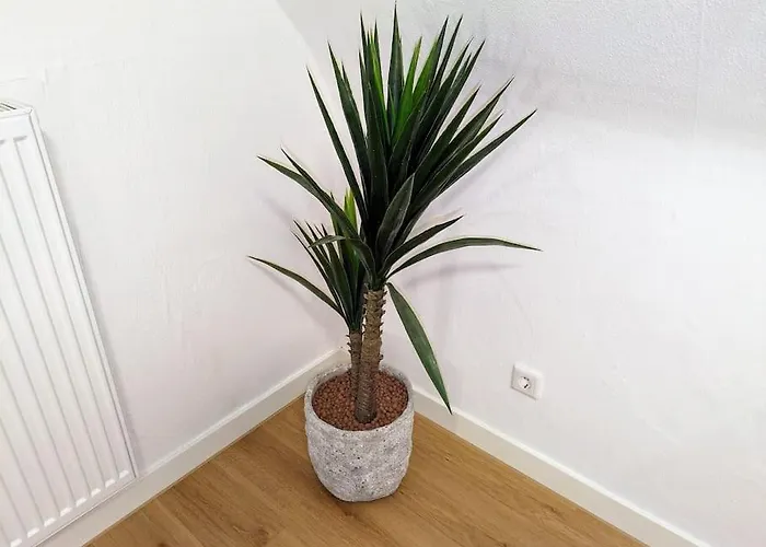 'tannen' Grenze Enschede *